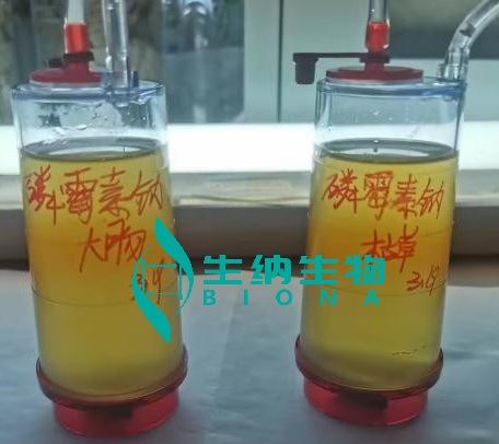 磷霉素钠 大肠 枯草.jpg