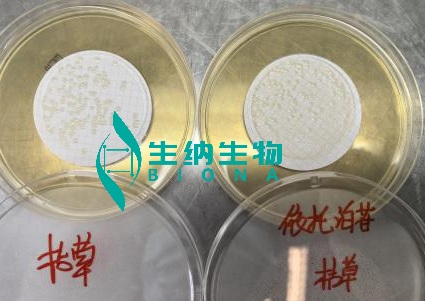 依托泊苷 枯草回收率.jpg